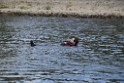 Uebung BF Taucher und Presse Koeln Zoobruecke Rhein P073